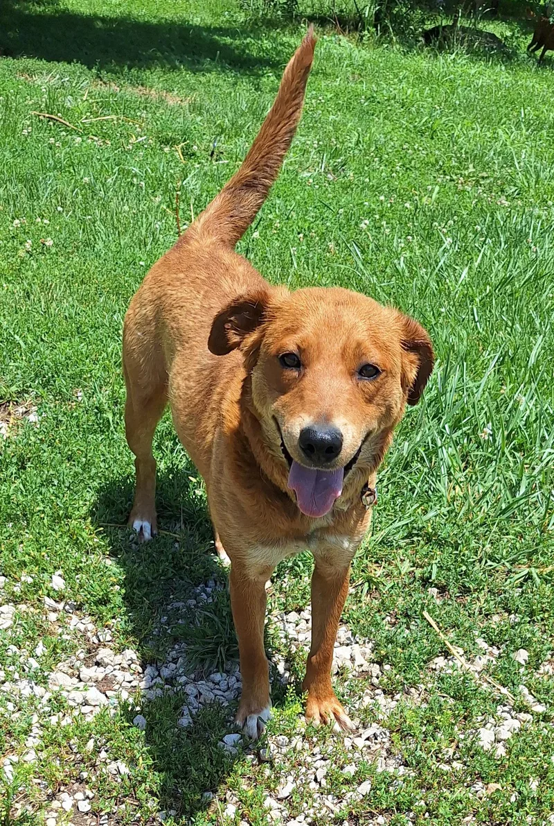 A young medium-sized female Red / Chestnut / Orange Retriever dog named Ruby for adoption in Stanton, KY