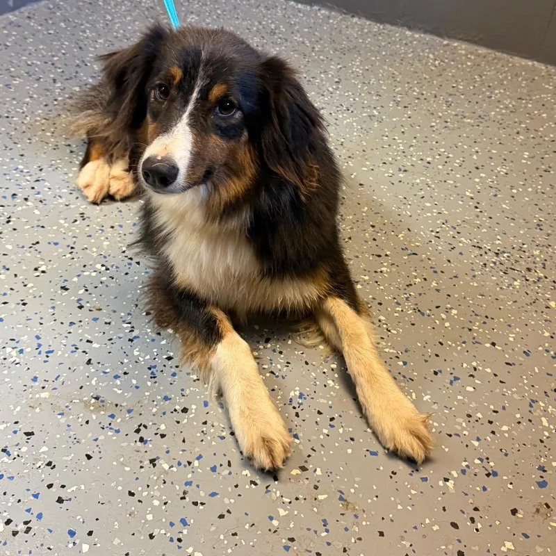An adult medium-sized female Black Australian Shepherd dog named Tuscstray for adoption in Tuscaloosa, AL