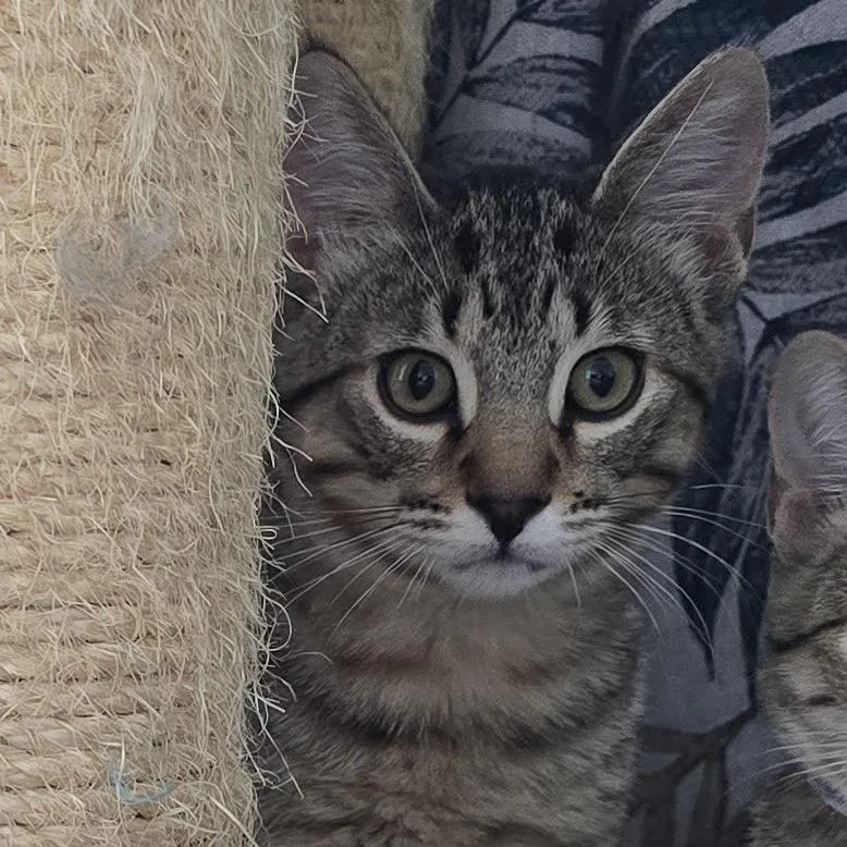 A baby medium-sized male Gray / Blue / Silver Domestic Short Hair cat named Egg for adoption in Inver Grove Heights, MN