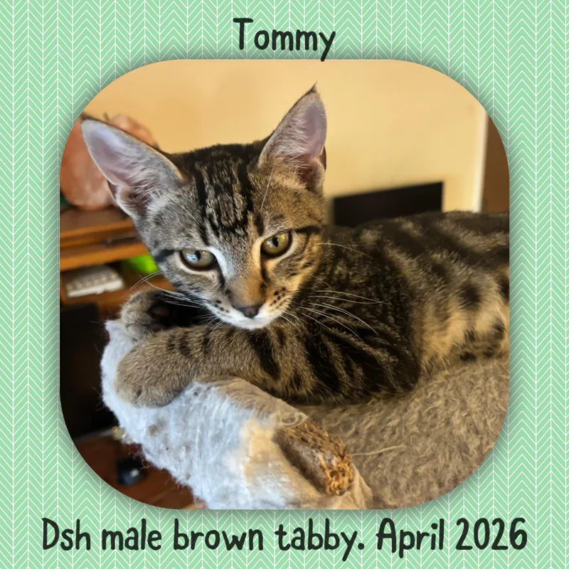 Tommy