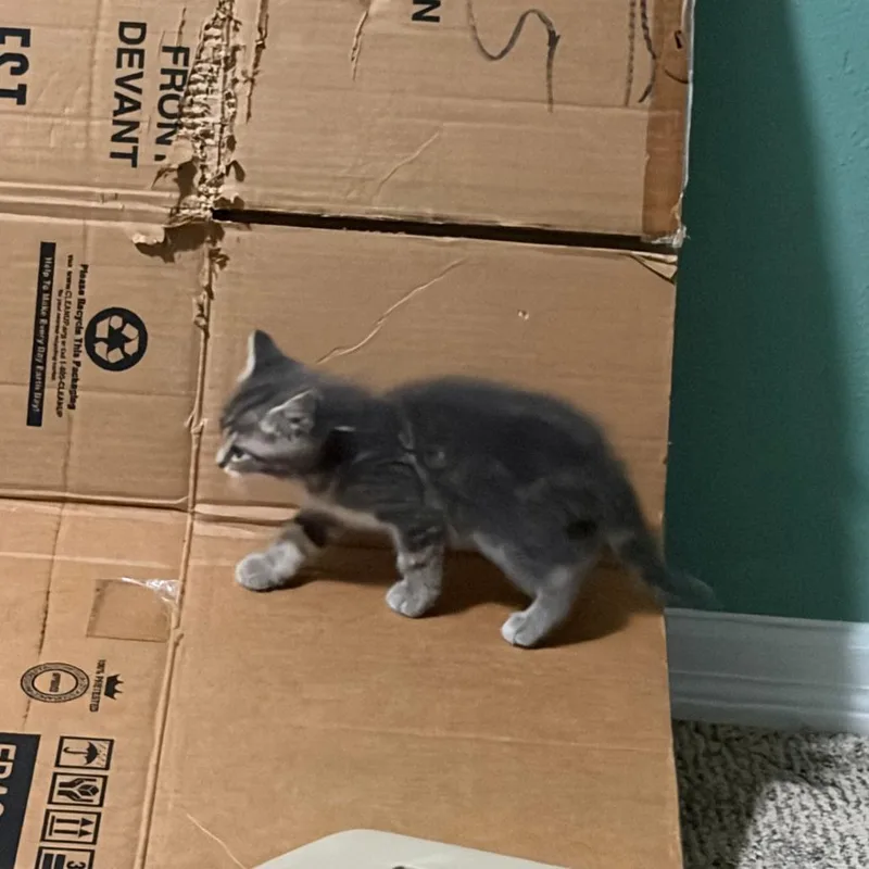 A baby small-sized male Gray / Blue / Silver Domestic Short Hair cat named Toulouse for adoption in Columbia, MO