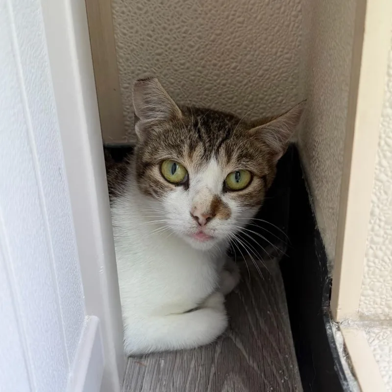 A baby medium-sized female Domestic Short Hair cat named Phoenix for adoption in State College, PA