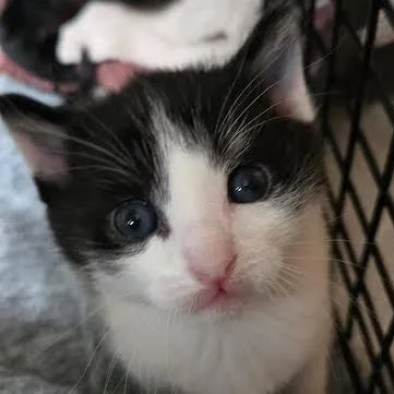 A baby small-sized male Black Domestic Short Hair cat named Sincere for adoption in South Elgin, IL