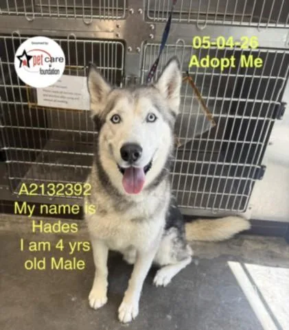 An adult large-sized male Husky dog named Dior for adoption in Los Angeles, CA