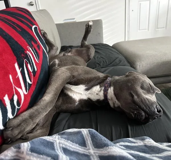 A young large-sized male Mixed Breed dog named Robin for adoption in Austin, TX