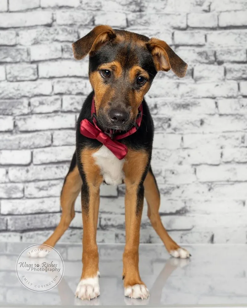 A baby medium-sized male Tricolor (Brown, Black, & White) Chihuahua dog named Bennie  lbs  for adoption in Tuscaloosa, AL