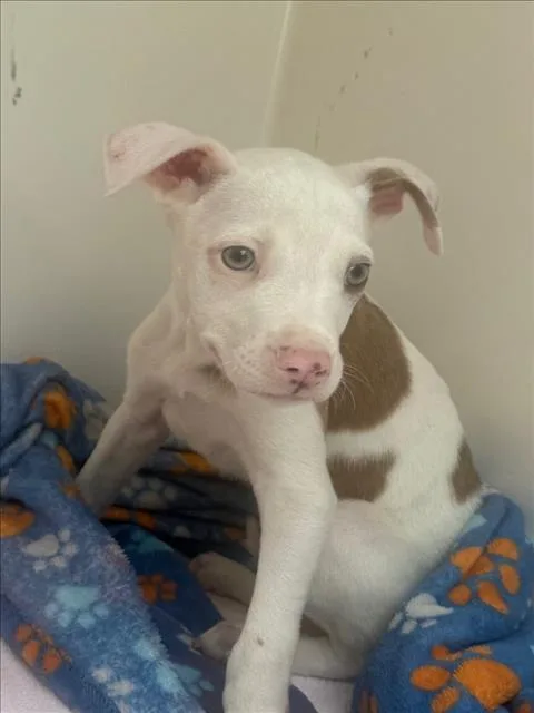 A baby small-sized male Pit Bull Terrier dog named Ghost for adoption in Chapel Hill, NC