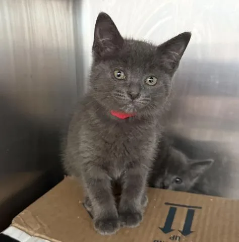 A baby small-sized female Domestic Short Hair cat named Latoya for adoption in Los Angeles, CA