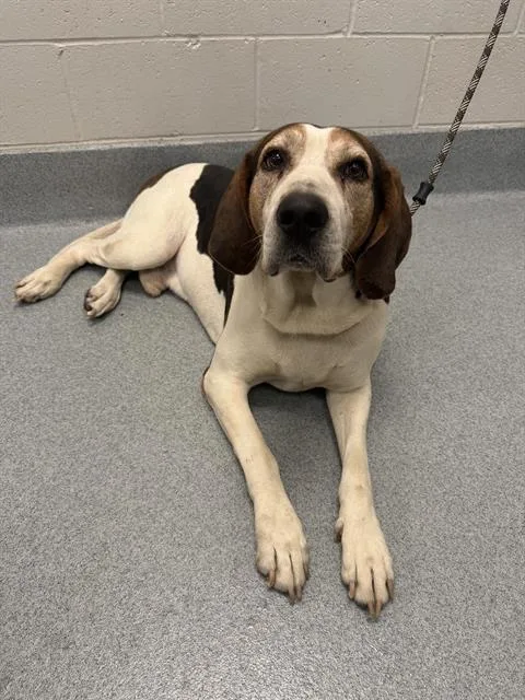An adult large-sized male Foxhound dog named Bruno for adoption in Indianapolis, IN