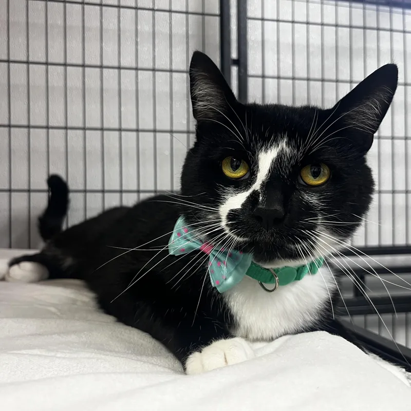 A young medium-sized male Black & White / Tuxedo Domestic Short Hair cat named Simon for adoption in Grosse Ile, MI