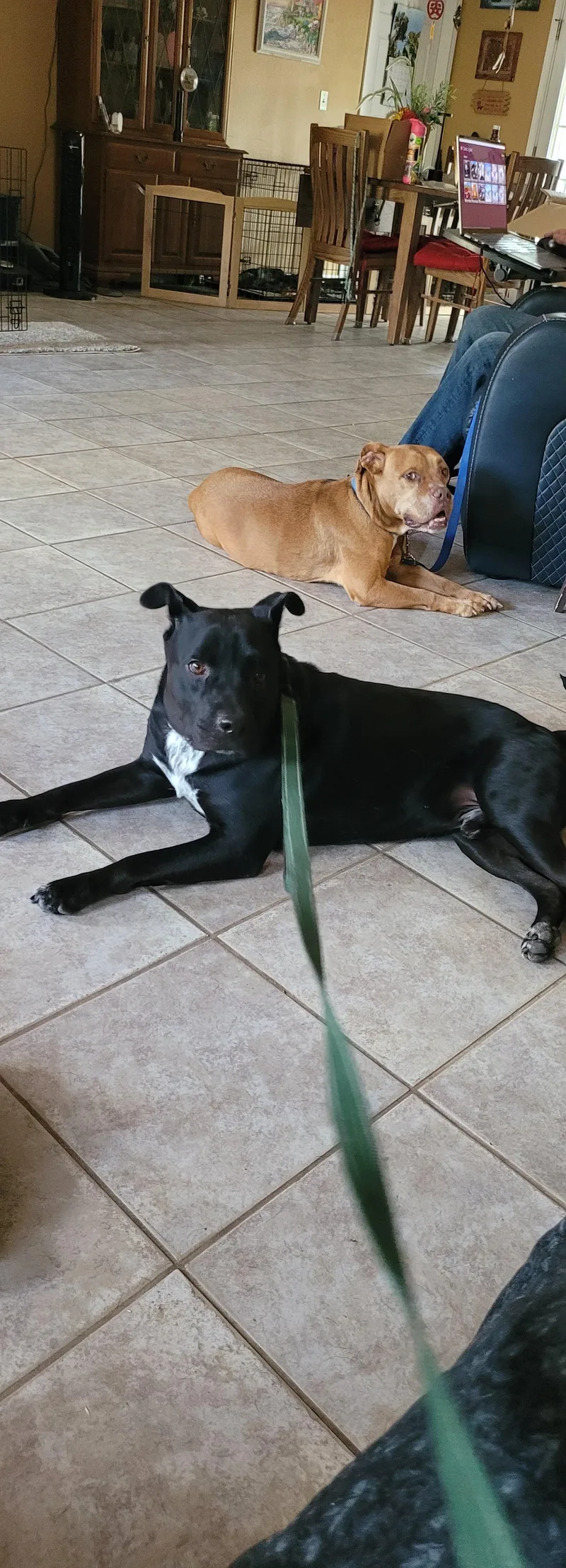 A senior medium-sized male Black Labrador Retriever dog named Onyx for adoption in Mico, TX