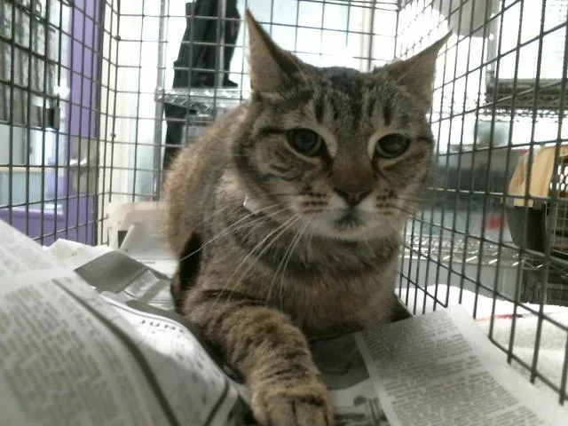 An adult medium-sized female Domestic Short Hair cat named Barly for adoption in Houston, TX