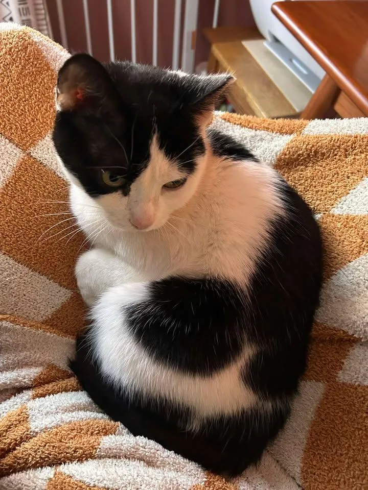 A young medium-sized female Black & White / Tuxedo Domestic Short Hair cat named Frankie for adoption in Lincoln Park, NJ