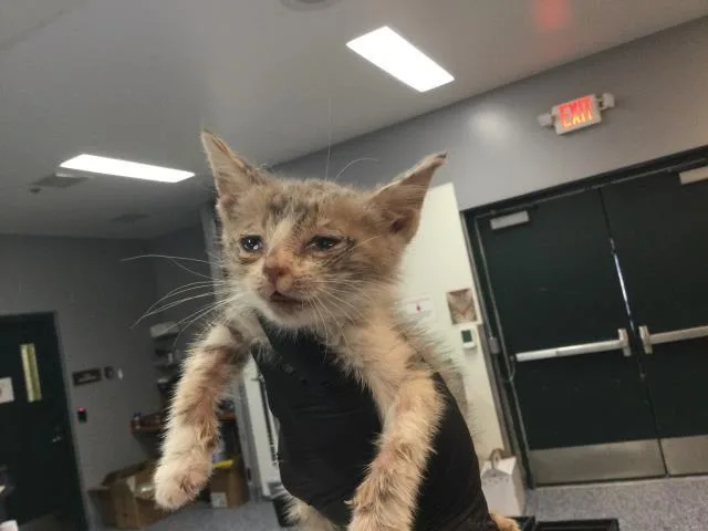 A baby small-sized male Domestic Short Hair cat named Bobby for adoption in Thousand Palms, CA