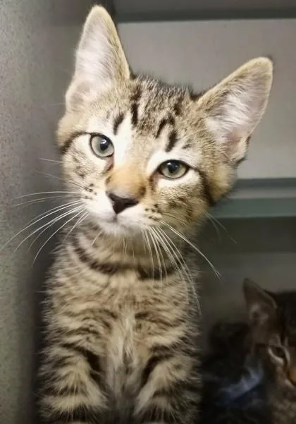 A baby medium-sized male Brown / Chocolate Domestic Short Hair cat named Brad Kitt for adoption in Waupaca, WI