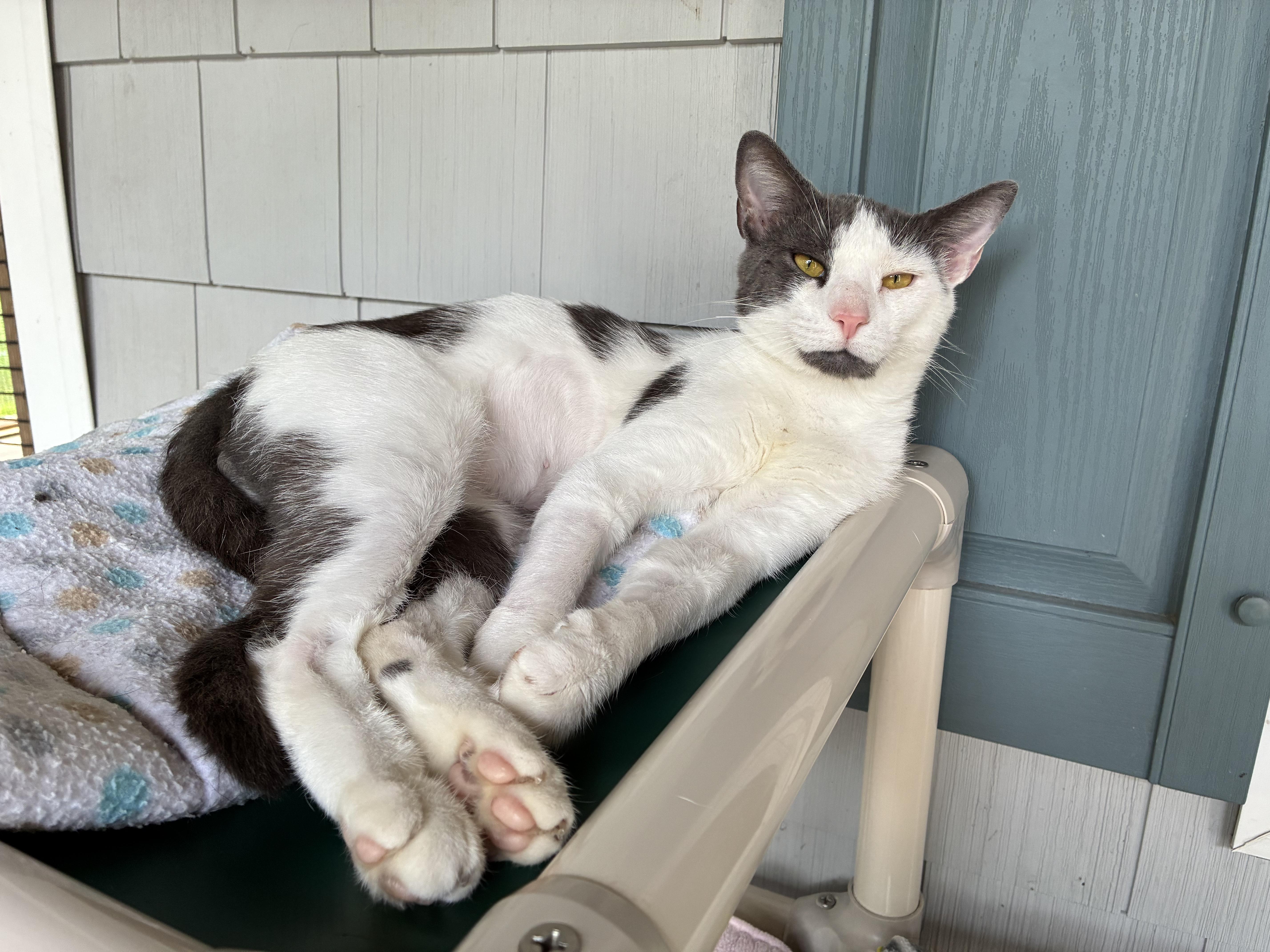 A young medium-sized male Gray & White Domestic Short Hair cat named Soto for adoption in Westbrook, CT