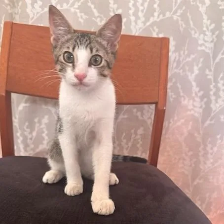 A baby small-sized male Gray / Blue / Silver Domestic Short Hair cat named Tiago for adoption in Jupiter, FL