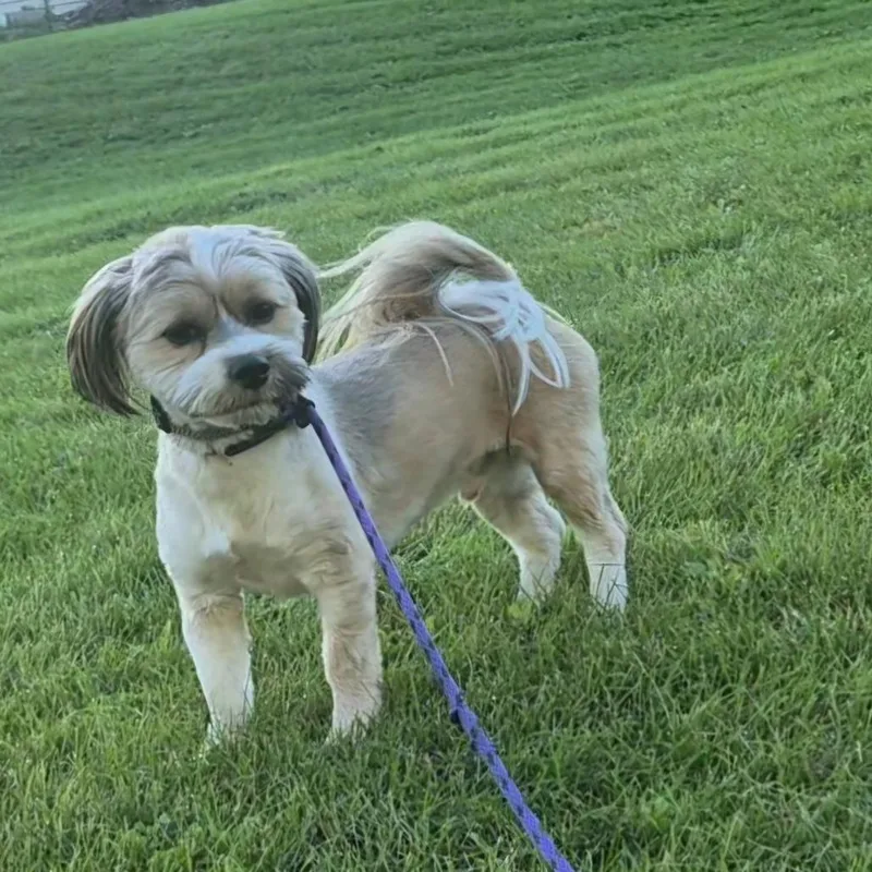 An adult small-sized male Shih Tzu dog named Ace for adoption in Milford, IA