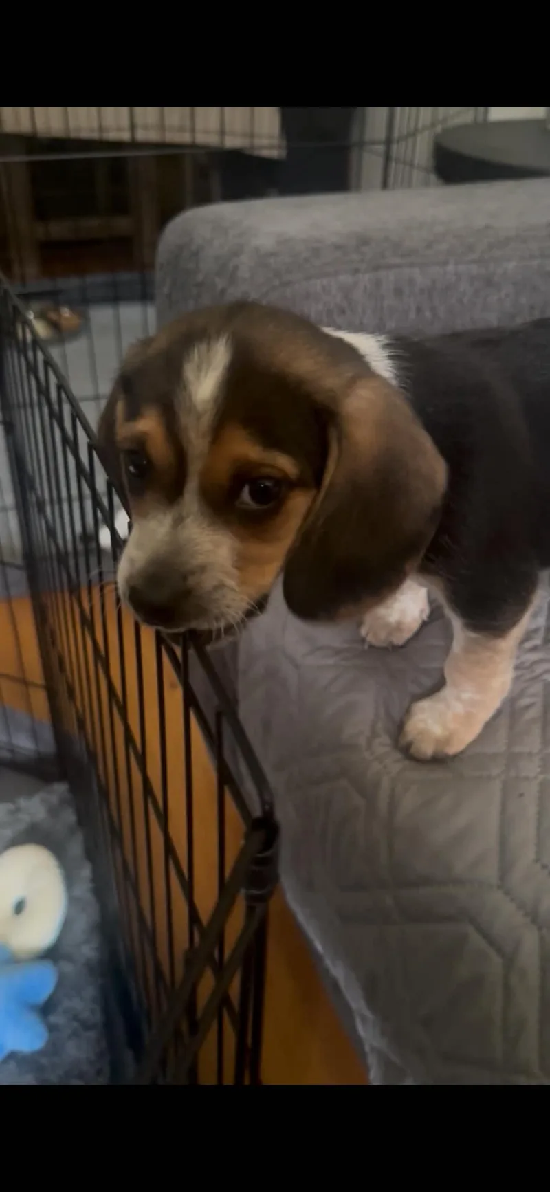 A baby medium-sized male Tricolor (Brown, Black, & White) Beagle dog named Chance for adoption in Union Grove, WI