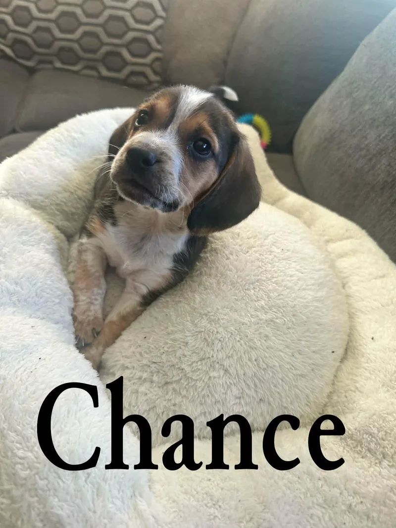 Chance thumbnail 4