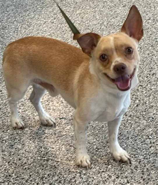 An adult small-sized male Chihuahua dog named Toto for adoption in Palmetto, FL