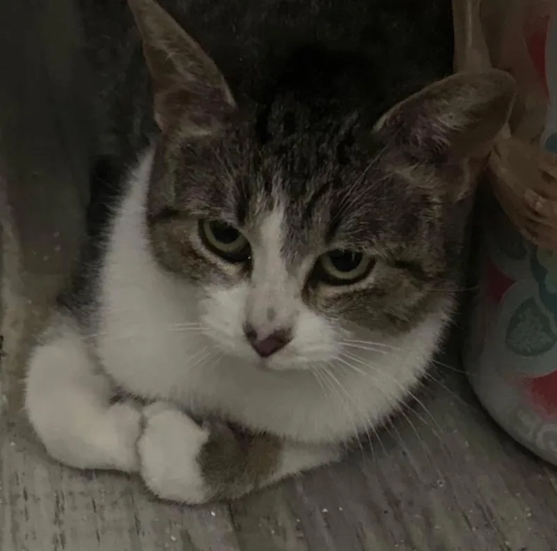 A baby medium-sized female Domestic Short Hair cat named Gabriella for adoption in Saginaw, MI