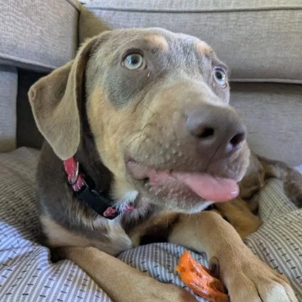 A baby medium-sized male Brown / Chocolate Mixed Breed dog named Chandler for adoption in Hamilton, GA