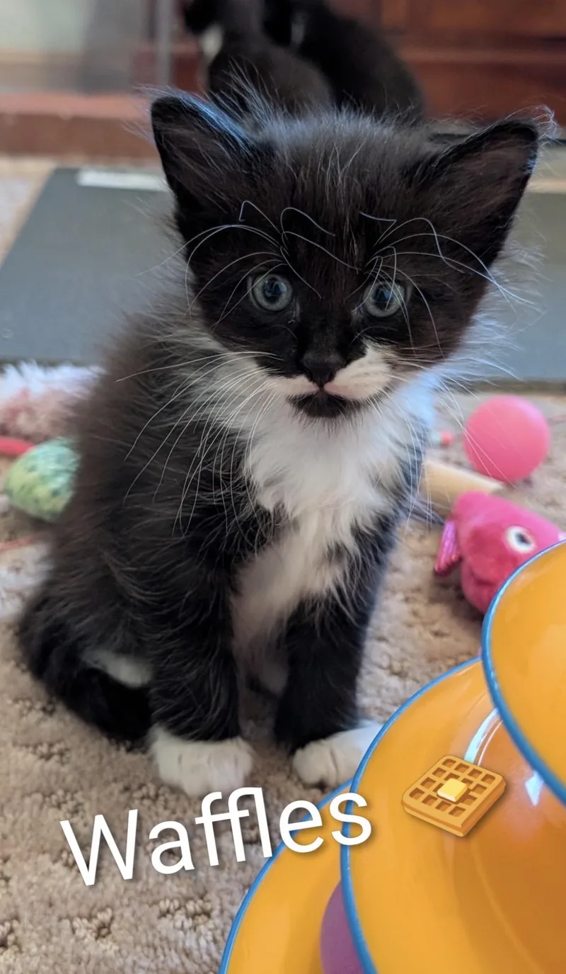 A baby large-sized female Black & White / Tuxedo Domestic Medium Hair cat named Waffles for adoption in Homewood, IL