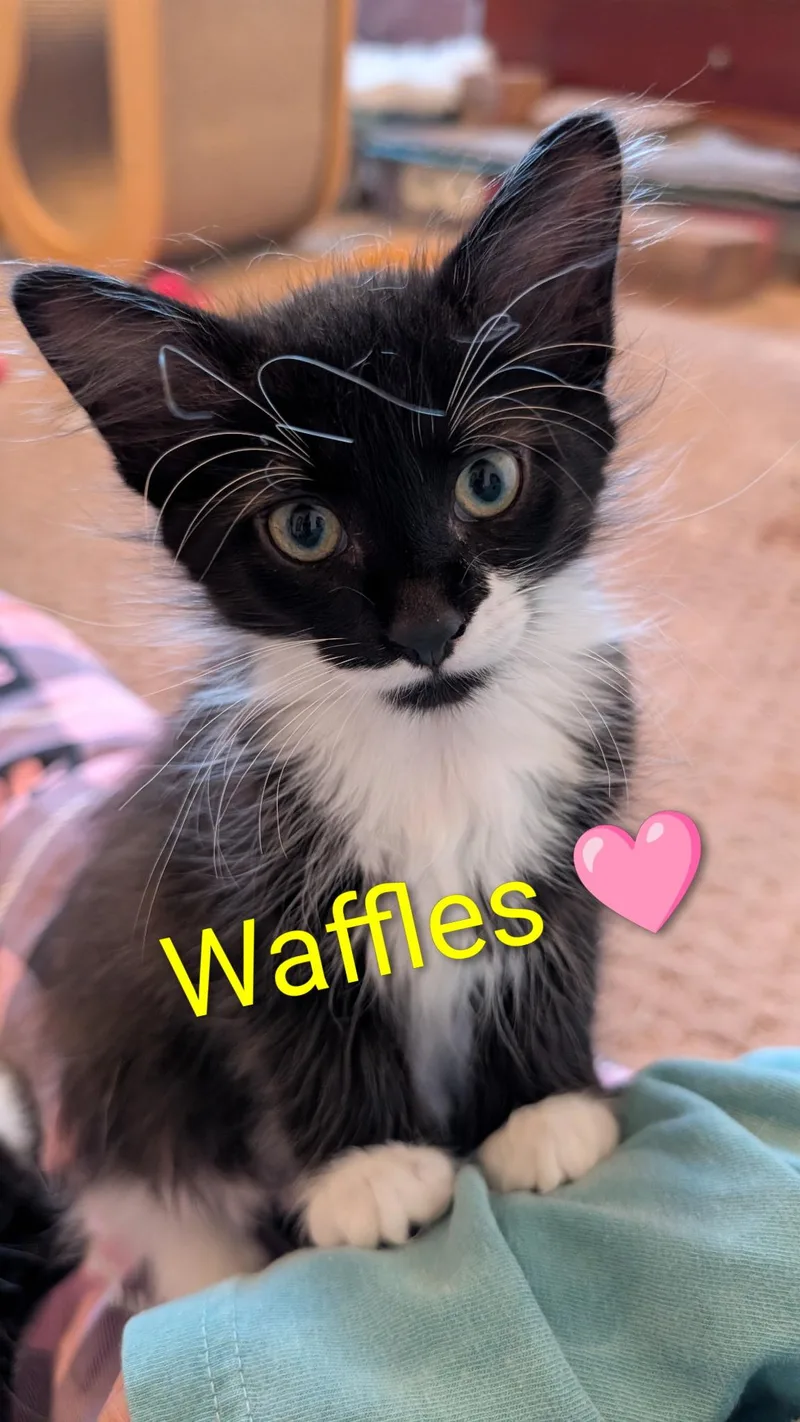 Waffles thumbnail 2