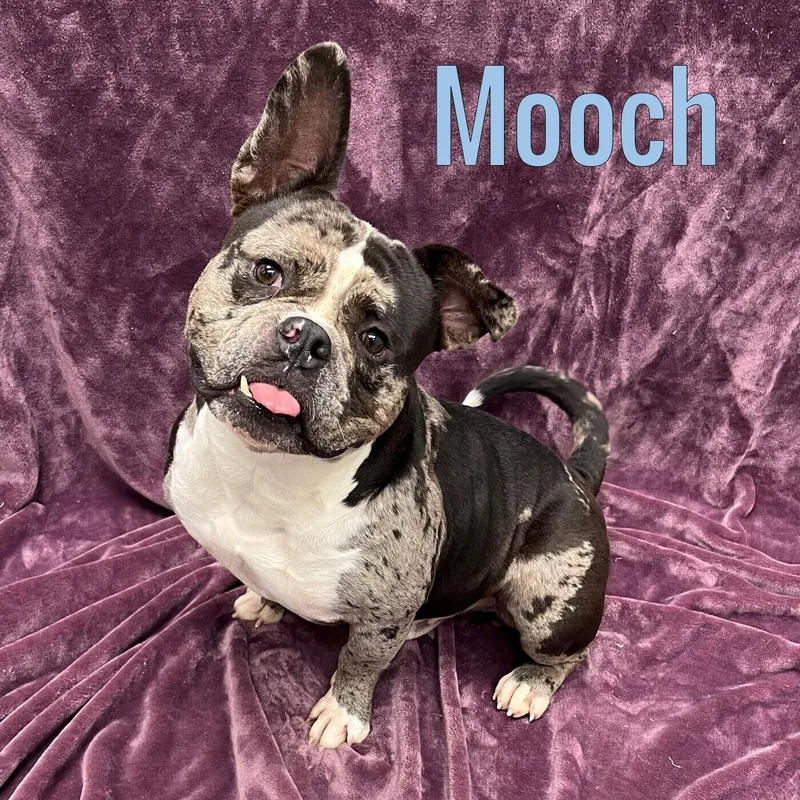 An adult medium-sized male Black American Bully dog named Mooch for adoption in Pleasantville, NJ