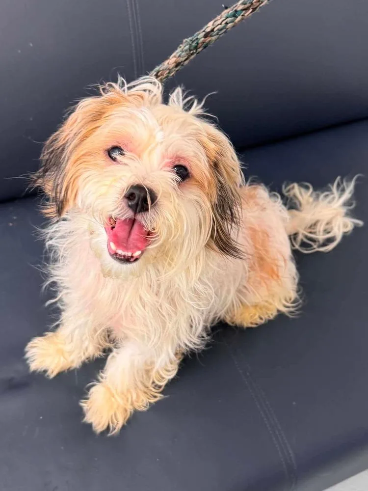 An adult small-sized female Poodle dog named Maybeline for adoption in Groveland, MA