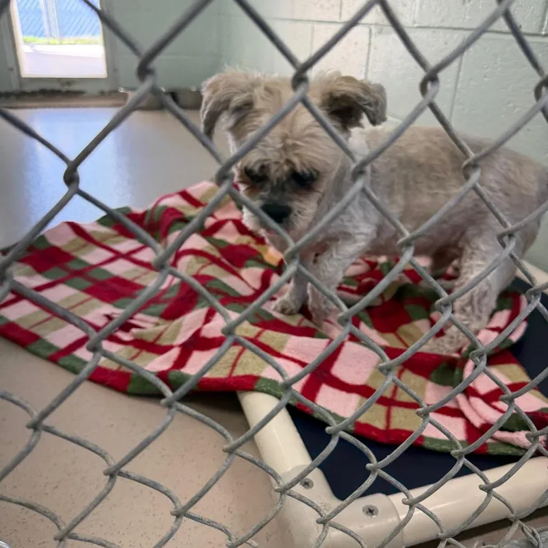 A senior small-sized male White / Cream Shih Tzu dog named Valentino for adoption in Newark, NJ