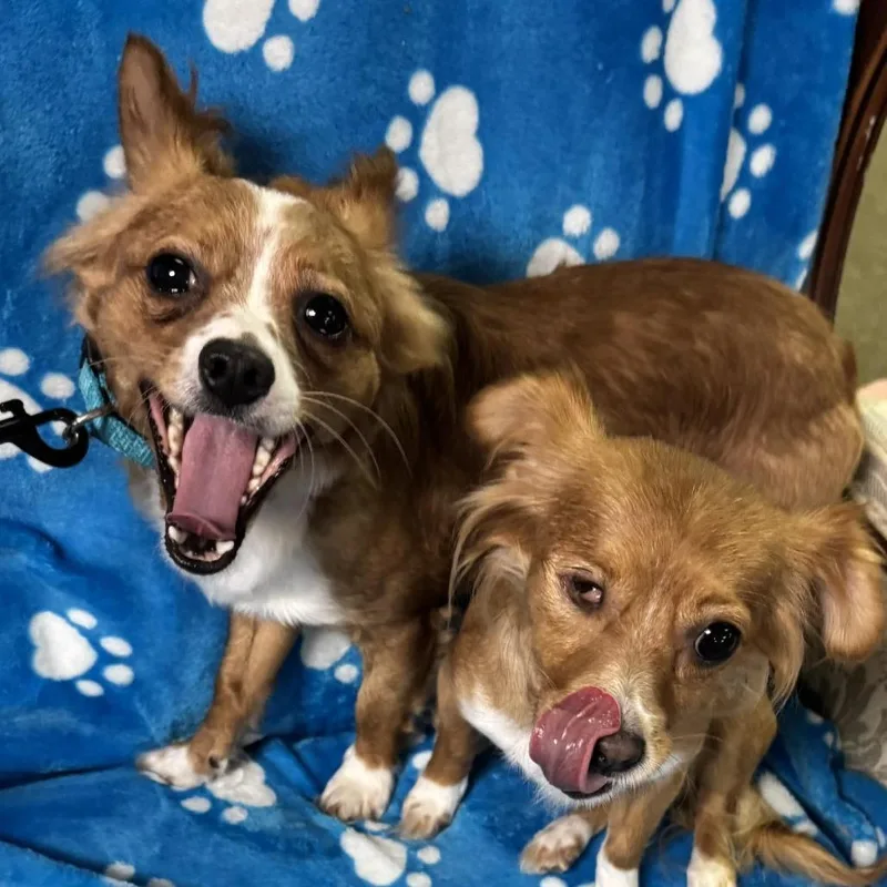 An adult small-sized male Red / Chestnut / Orange Chihuahua dog named Rocco for adoption in Graham, WA