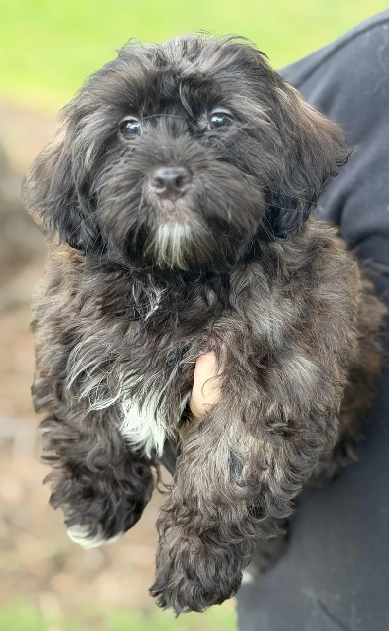 A baby small-sized male Shih Tzu dog named Comet for adoption in Yuba City, CA
