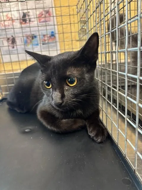 A young small-sized female Domestic Short Hair cat named Jasmine for adoption in Fort Myers, FL
