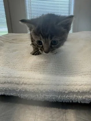 A baby small-sized female Domestic Short Hair cat named Puddin for adoption in Lafayette, IN