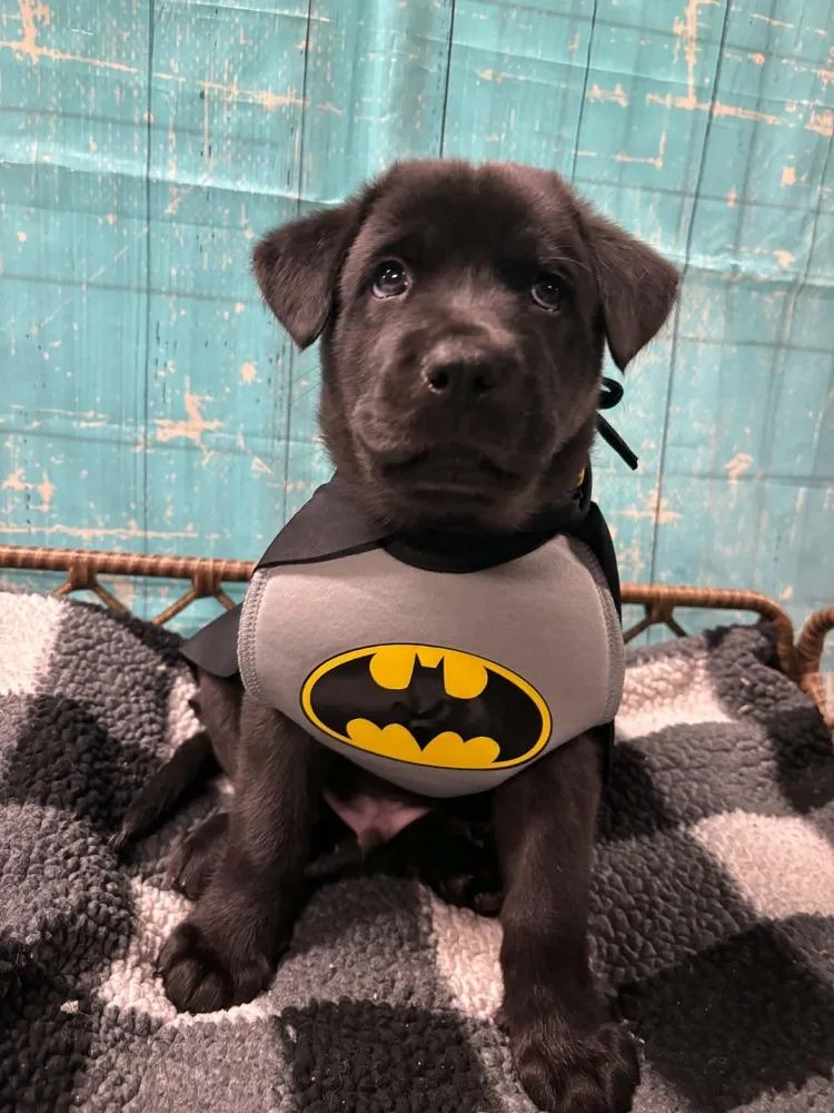 A baby large-sized male Mixed Breed dog named Crunch for adoption in Dorr, MI