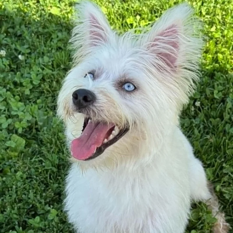 A young small-sized female West Highland White Terrier / Westie dog named Peach for adoption in Danbury, CT