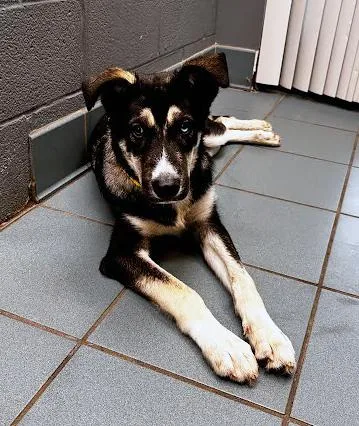 A baby medium-sized male Black Mixed Breed dog named Warwick for adoption in Nashville, TN