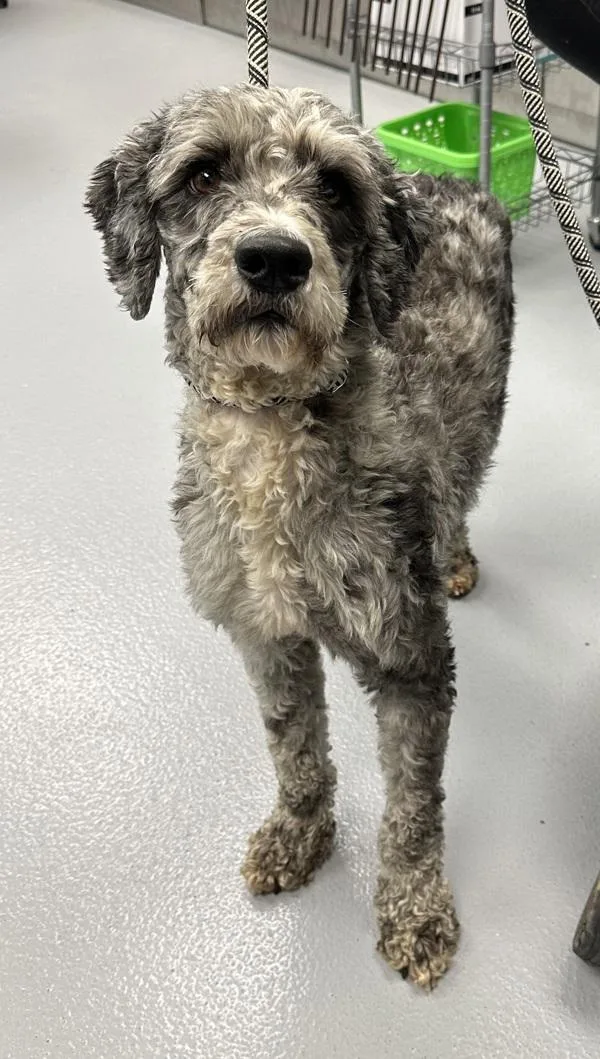 An adult medium-sized male Labradoodle dog named Pen C Tango for adoption in Lawrenceville, GA