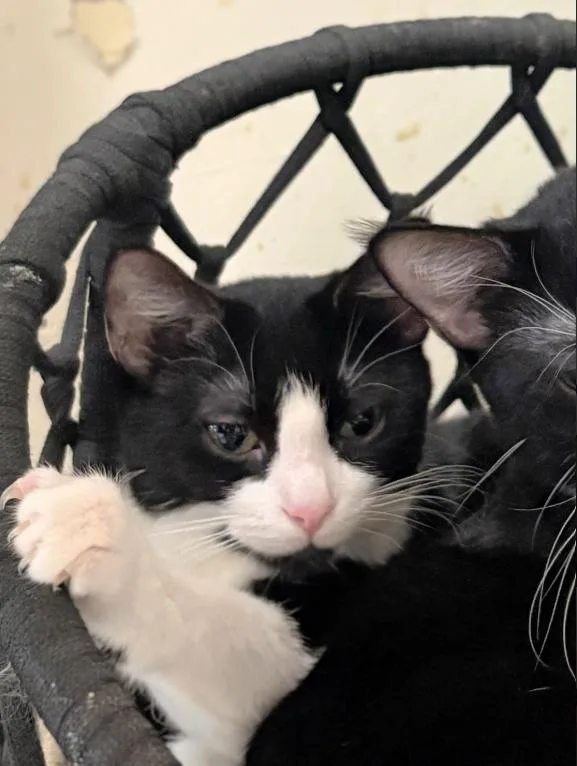 A young medium-sized male Black & White / Tuxedo Domestic Short Hair cat named Chippy for adoption in Chicago, IL