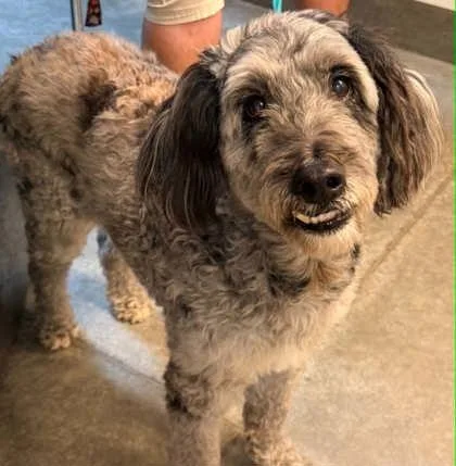 An adult large-sized male Standard Poodle dog named Bauer for adoption in Bowling Green, KY