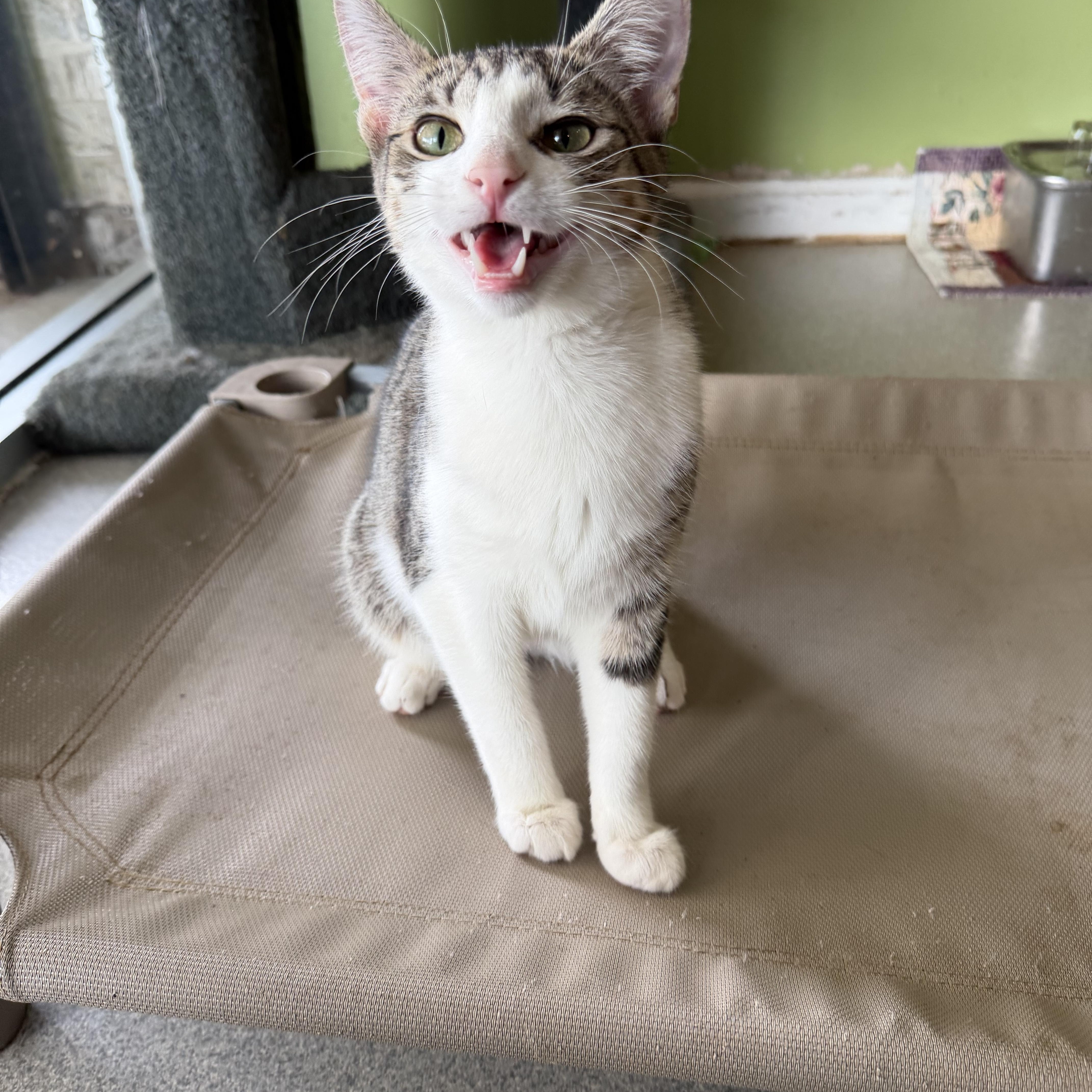 A baby medium-sized male Tabby (Brown / Chocolate) Domestic Short Hair cat named Asher for adoption in Toledo, OH