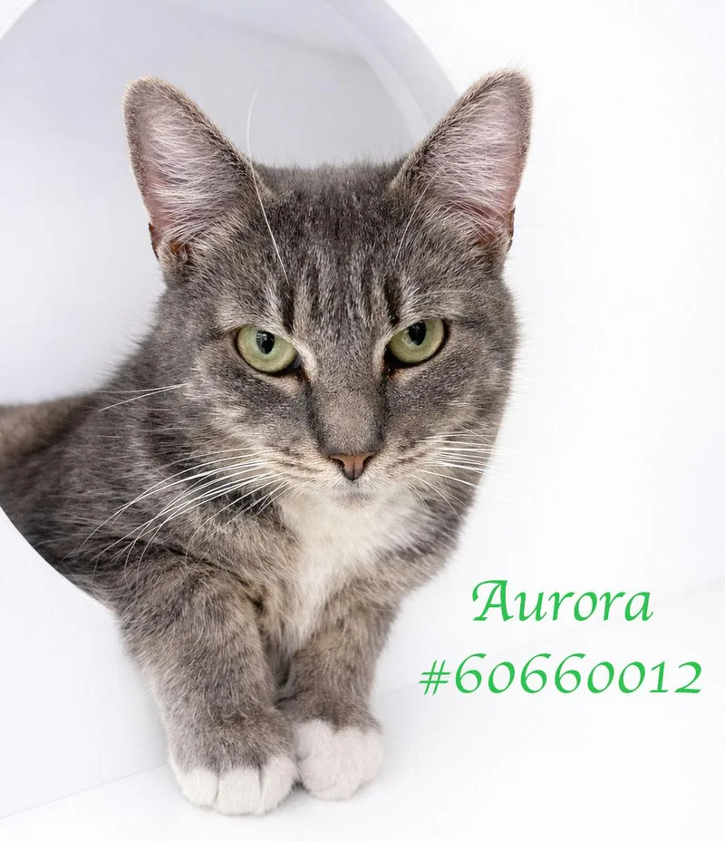 An adult medium-sized female Gray & White American Curl cat named Aurora for adoption in Wilkes Barre, PA