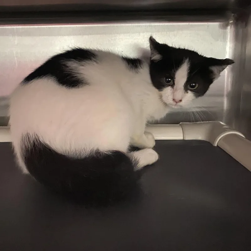 A young small-sized female Black Domestic Short Hair cat named Sweetie for adoption in Spruce Pine, NC