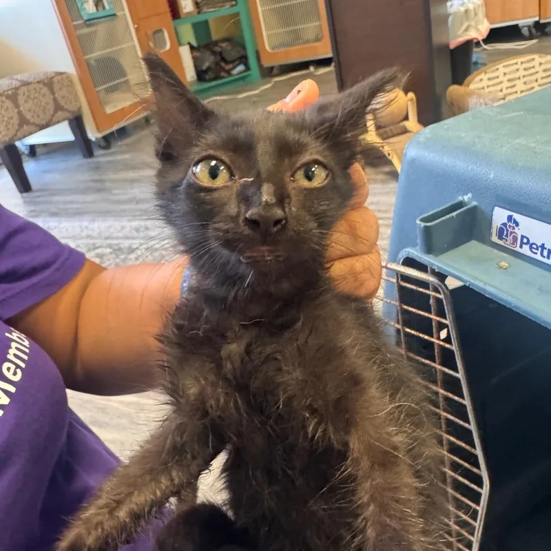 A baby small-sized male Black Domestic Short Hair cat named Westie for adoption in Lake Jackson, TX