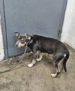 An adult medium-sized male Bicolor Mixed Breed dog named Charlie for adoption in New Iberia, LA