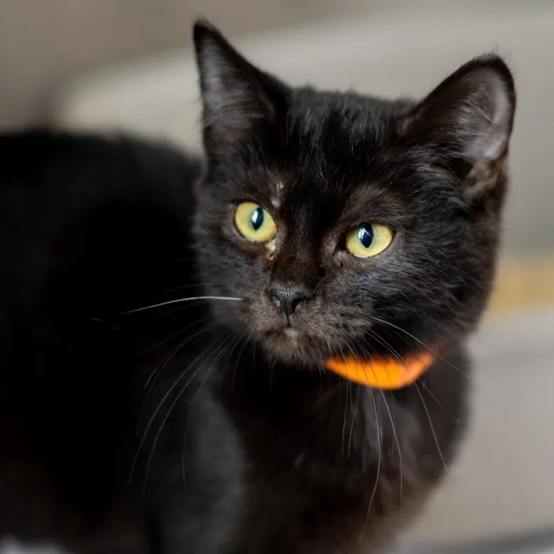A baby small-sized female Black Domestic Short Hair cat named Cab for adoption in Wilmington, DE