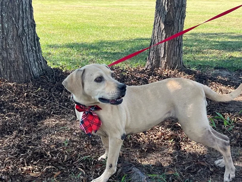 An adult medium-sized female Hound dog named Bebe for adoption in Saint Francisville, LA