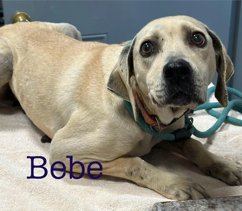 Bebe thumbnail 3